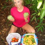 Guavas, Persimmons and Cherimoyas
