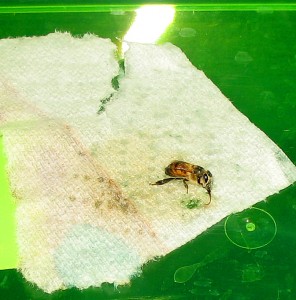 bee