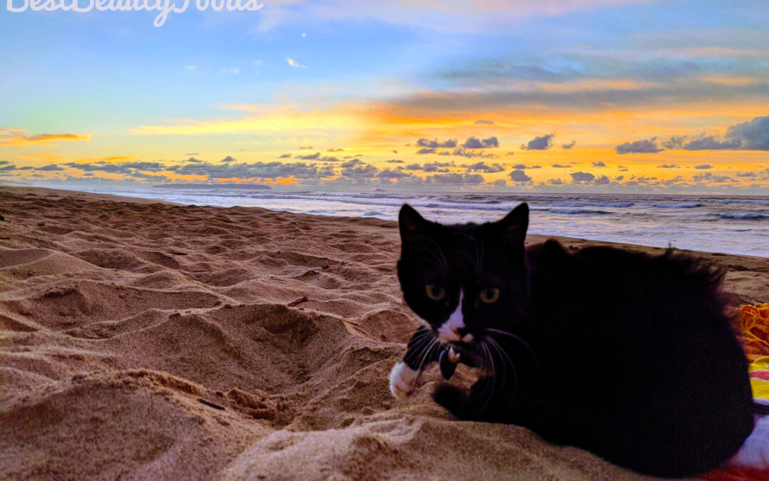 Beach Bound Kitty